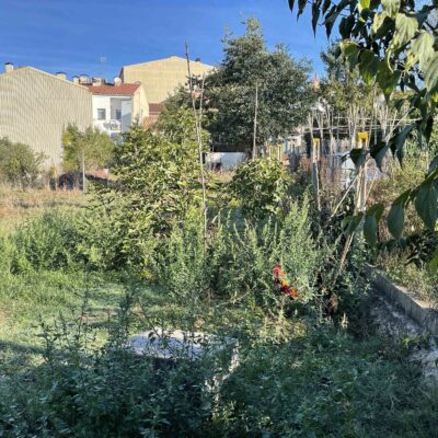 Dolors Simon Boet - Complementària