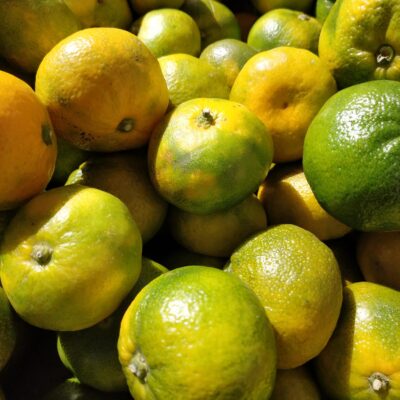 Sergi Lopez Salvador