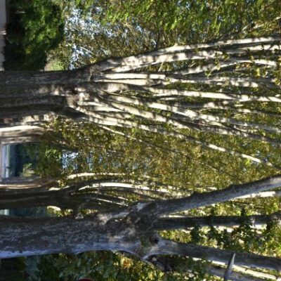 Jordi Ciurana - Complementària