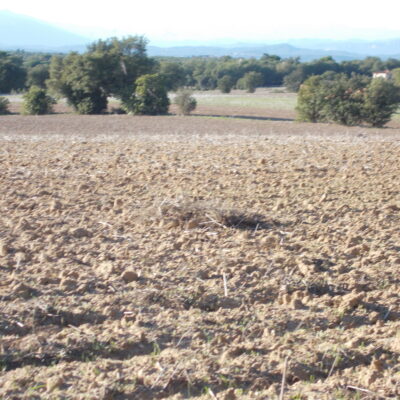 Natàlia Rodenas - Complementària