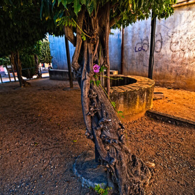 Clara Llenas - Complementaria