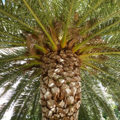 Maria Carme Vilaplana