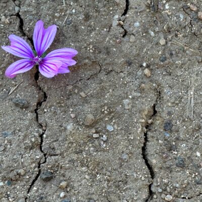 Premi Adults 2023 - Tema 2