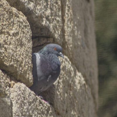 José Buendía Hernández