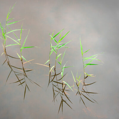 Ramon Calvet i Falgueras